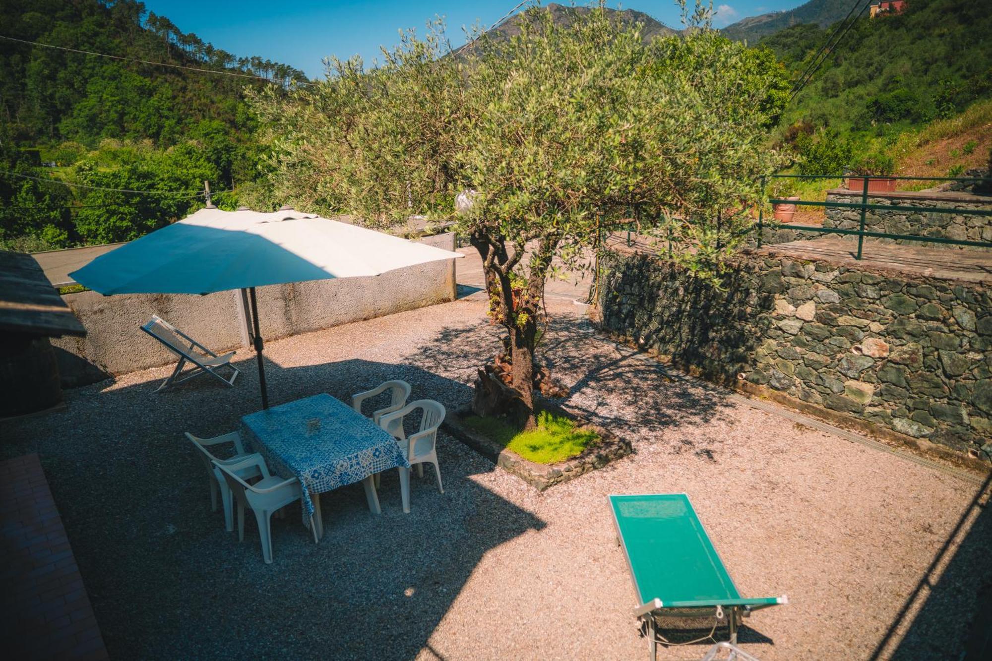 L'ulivo * Levanto