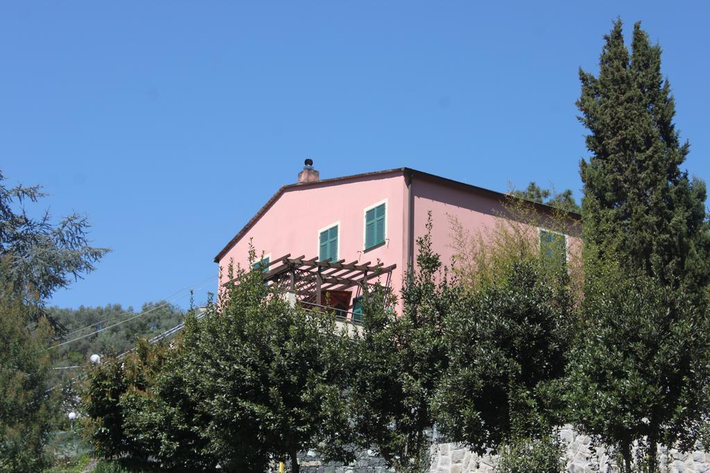 L'ulivo